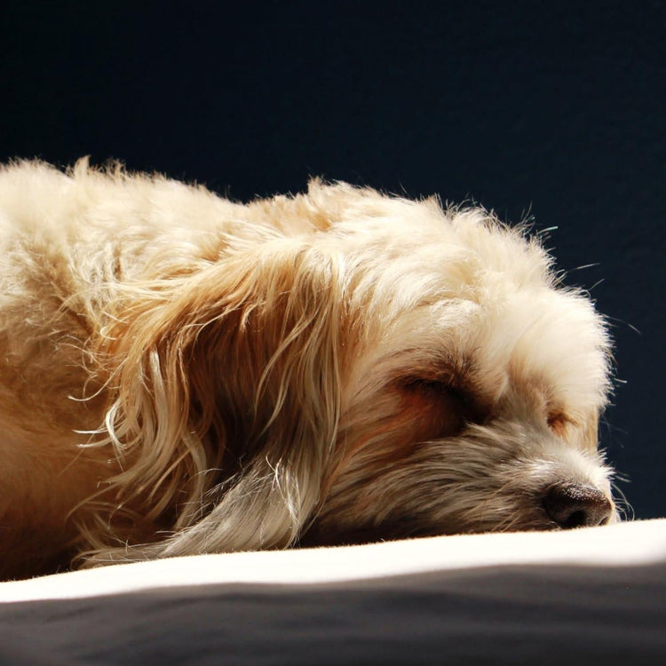 Senior dog sleeping peacefully in warm light, calming supplements for older dogs